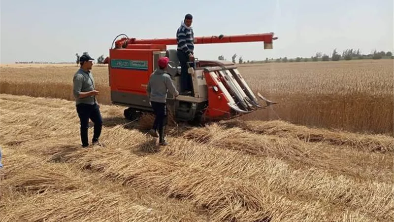 سنابل الخير تكسو أرض الفيروز ..افتتاح موسم حصاد القمح شرق الإسماعيلية..صور