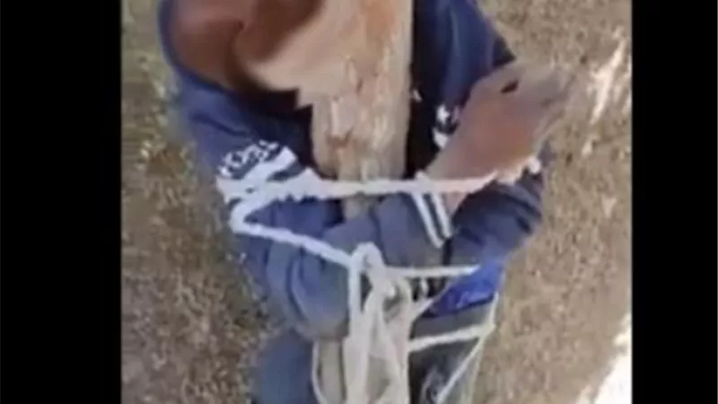مواطن يكبل لص فى عمود داخل منزله بقنا.. والأمن يكشف التفاصيل