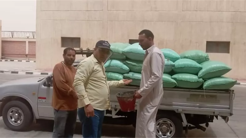 استمرار تدفق الذهب الأصفر على صوامع القنطرة شرق..صور