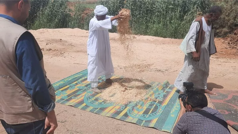 الزراعة تنظم يوم حصاد موسع في وادي النقرة بمحافظة أسوان