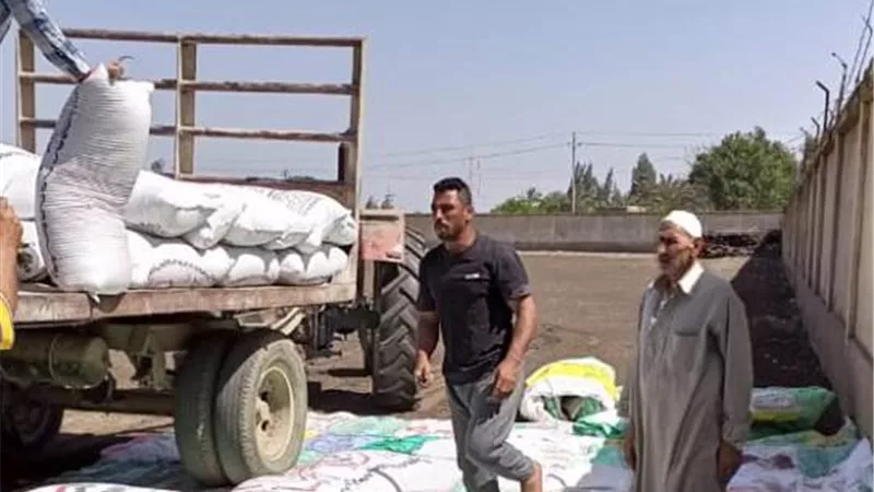 صوامع كفرالشيخ تستقبل محصول القمح.. بالصور