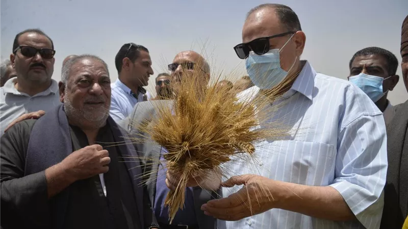 محافظ أسيوط: توريد 2129 طن قمح بالشون والصوامع حتى اليوم وتقديم تيسيرات للمزارعين