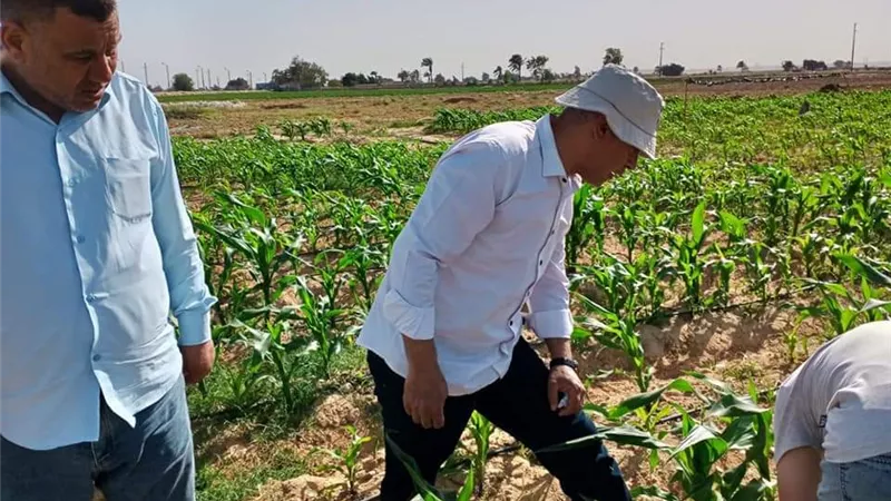 متابعة حقول الذرة الشامية بمركز سمسطا