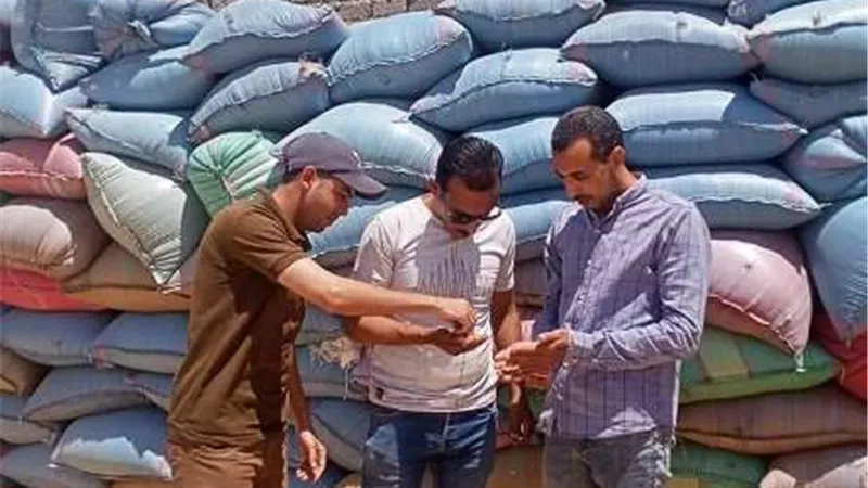 92 طن قمح بشونة قريه 2 بسمسطا