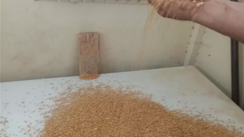 المراقب العام للتنمية والتعاون الزراعي بالسويس يتابع توريد القمح