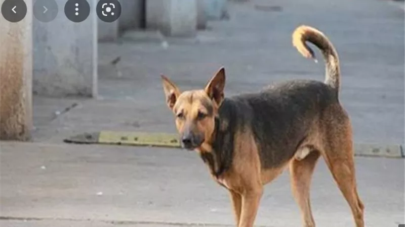 كلب شوارع يعقر ٣ أشخاص باهناسيا