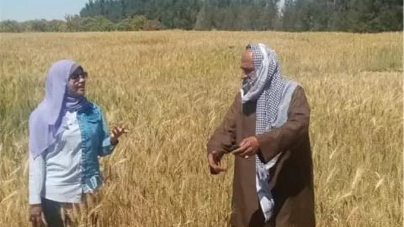 استمرار توريد الأقماح الي الصوامع بالسويس