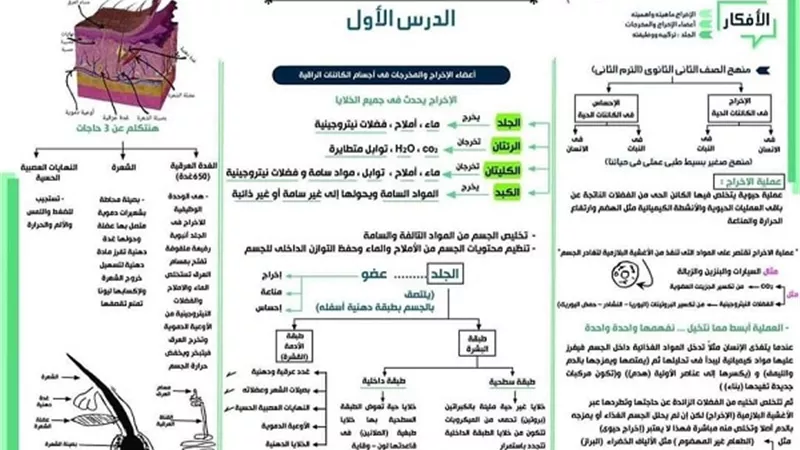 الخلطة السحرية فى 8 ورقات بمادة الاحياء ثانية ثانوى