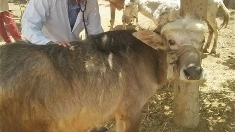 جامعة الزقازيق توجه قافلة بيطرية لعزبة الصعايدة