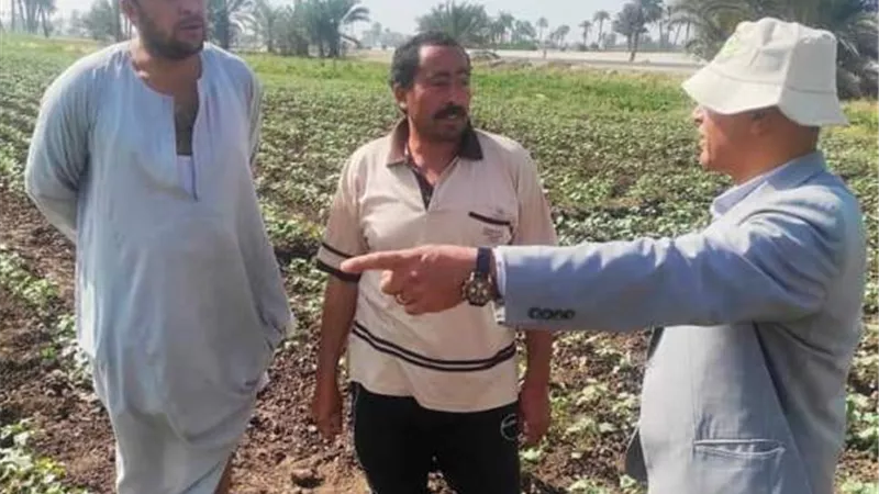 جوله على زراعات القطن ببنى سويف