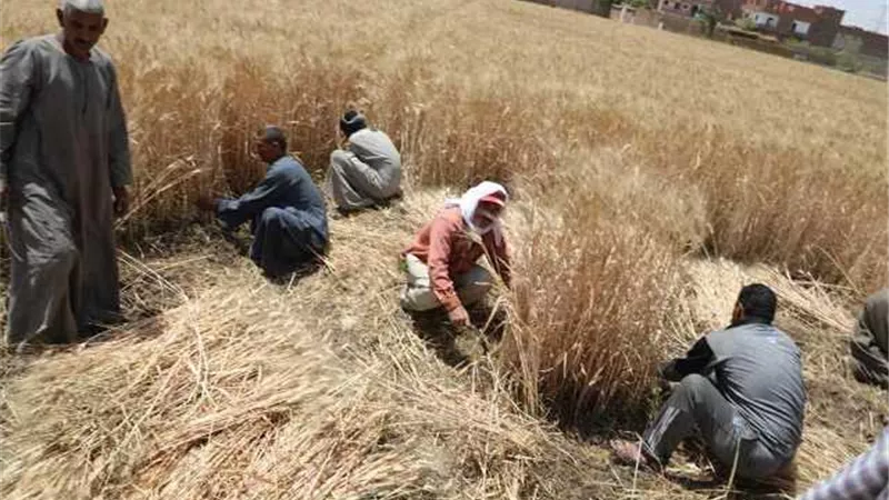 مزارعو المنيا وردوا ١٣٩ الف طن من محصول القمح حتى الان