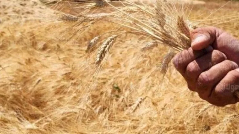 فيديو.. علماء الطاقة الذرية ينجحون في زيادة إنتاجية القمح المصرى