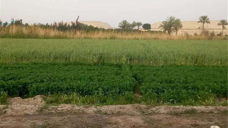 الإسماعيلية تسترد أراضي جهاز تنمية البحيرات بسرابيوم..صور
