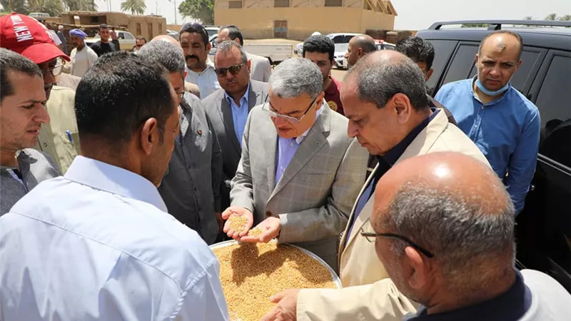 محافظة المنيا: انتظام اعمال توريد محصول القمح بالشون والصوامع