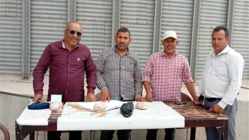 طوابير السيارات ننقل محصول القمح لصوامع القنطرة شرق..صور