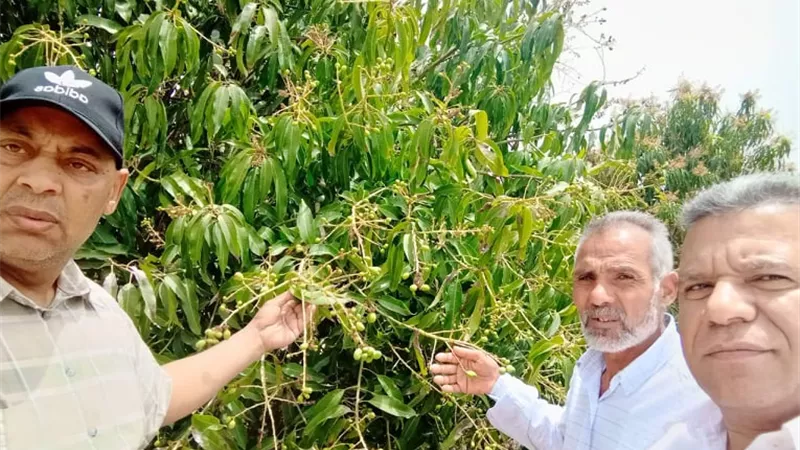 نتائج مبشرة ..لجان الزراعة تتفقد محصول المانجو بالإسماعيلية..صور