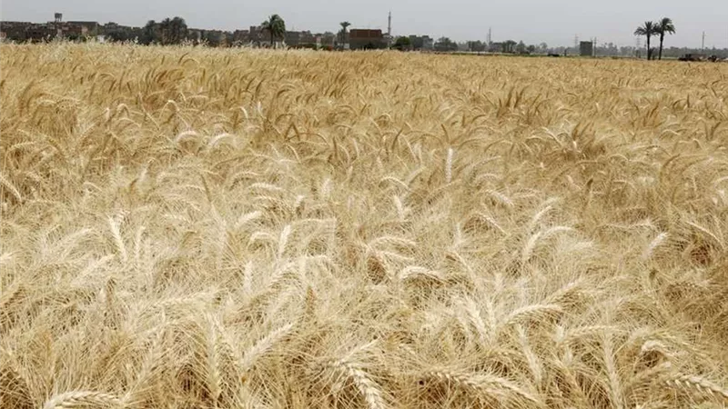 توريد محصول القمح مستمر بكفر الشيخ