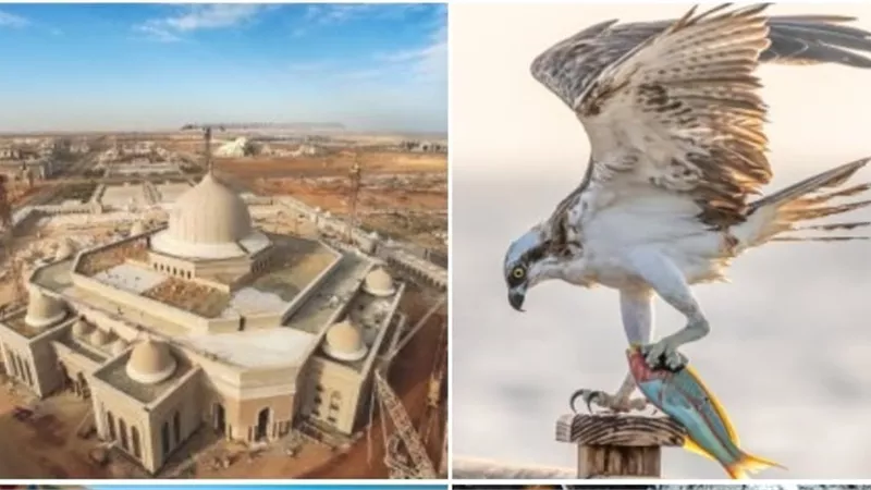 جينا الفقى :تكرار مسابقة الصور العلمية والإعلان عنها بصورة جيدة