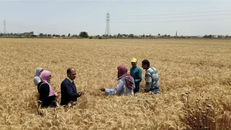 حصاد 25121 فدان قمح بالاسكندريه