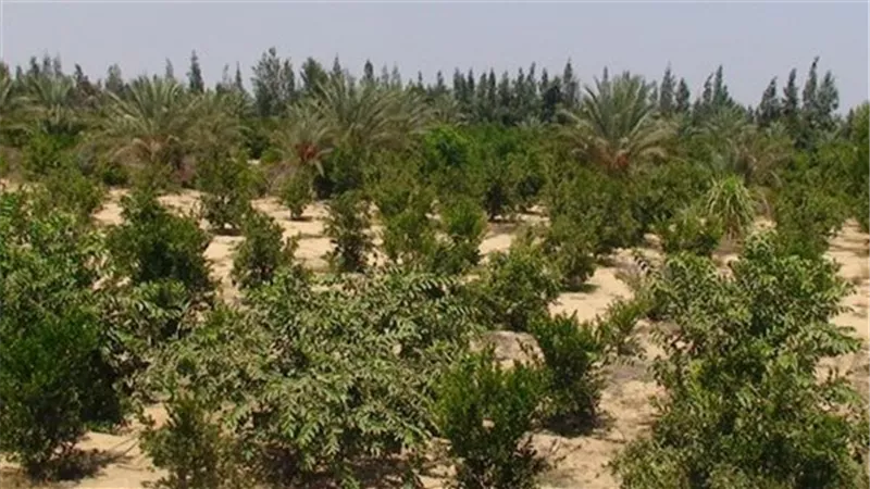 بالفيديو.. رسالة لمزارعي رابعة وبئر العبد بشأن موقفهم مع التنمية الزراعية