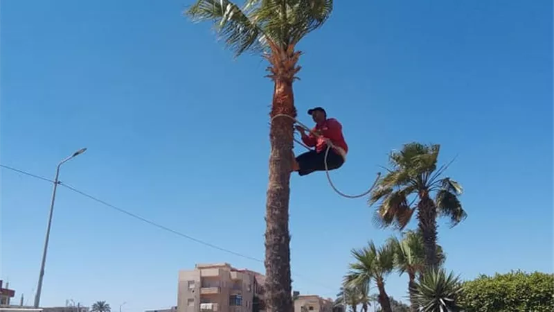 مشروعك ( الشباك الاخضر ) ببرج العرب