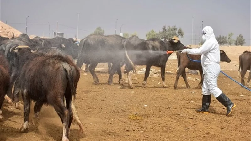 ارتفاع إصابات الحمى النزفية إلى 100 حالة بالعراق