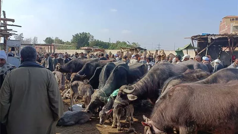 محافظة أسوان متضامنة مع ضحايا حالات النصب وحظر نقل الماشية خارج حدودها