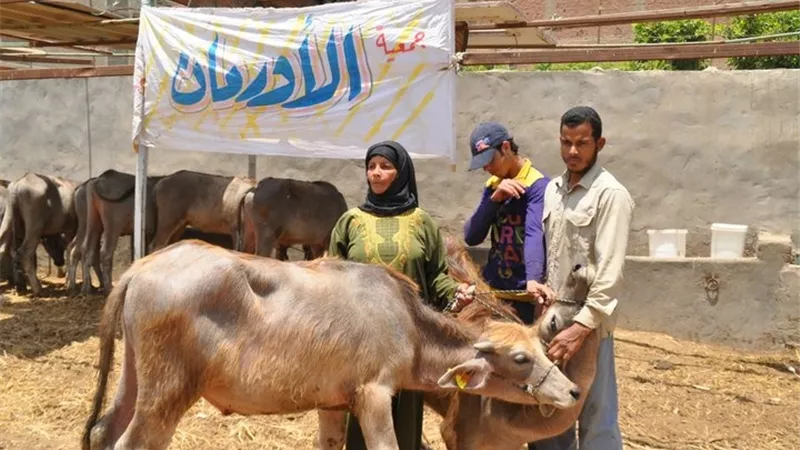 الأورمان: اجراء دراسة دقيقة لاستبدال الماشية بالسلالة المحسنة