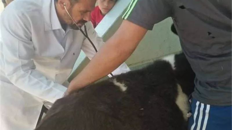 جامعة الزقازيق توجه قافلة بيطرية لقرية الدميين مركز فاقوس