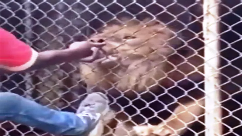 أسد يهاجم حارس حديقة حيوان ويلتهم إصبعه.. فيديو