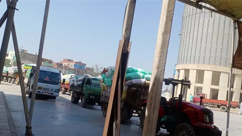 توريد محصول القمح في كفرالشيخ تعدي 193ألف طن