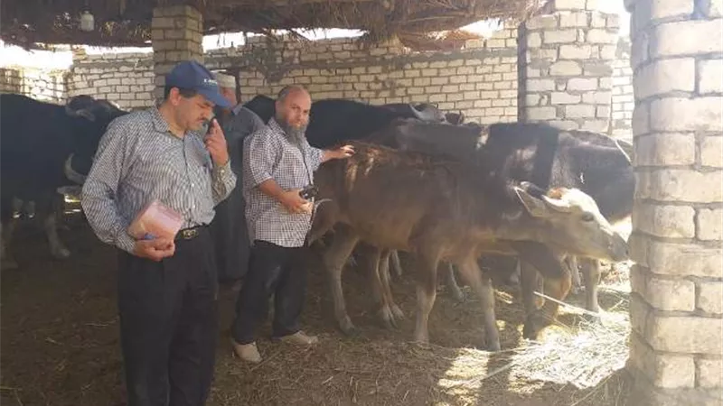 بالصور.. «بحوث الصحراء» ينظم قافلة بيطرية مجانية بواحة سيوة بمحافظة مطروح