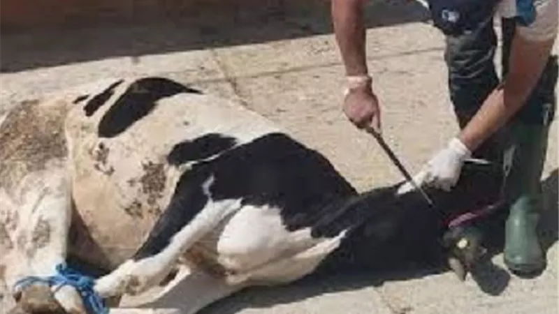 الذبح عن المتوفى وإشراكه في الثواب ..ما حكمه