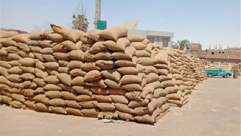 استلام أكثر من 167 ألف و581 طناً من القمح ببنى سويف