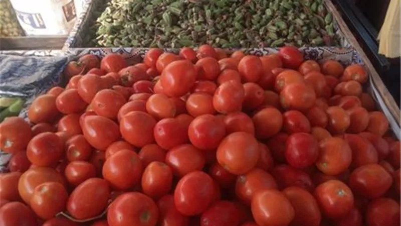 إفتتاح معرض الغرفة التجارية بالإسماعيلية..صور