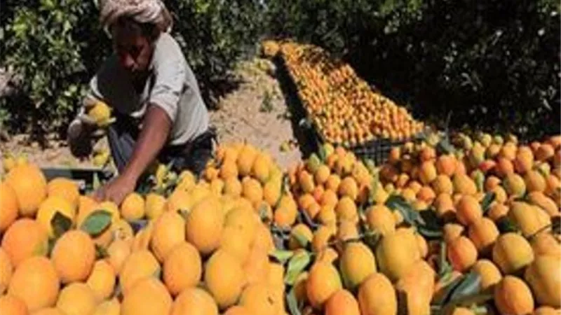 47 شركة غذائية مصرية تبحث زيادة صادرتها مع 4 دول عربية