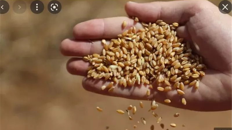 تموين المنيا : مزارعو القمح وردوا 90% من المستهدف حتى الان