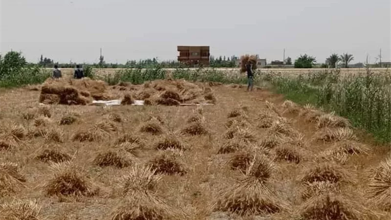 أهالي القنطرة شرق يواصلون حصاد الذهب الأصفر..صور