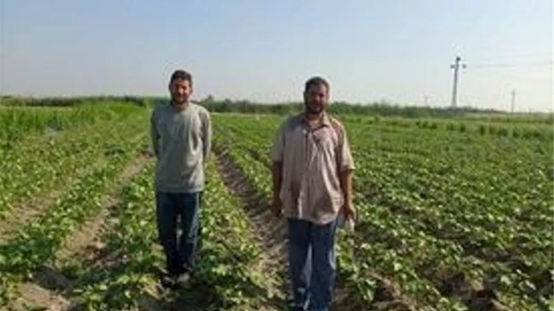 لجان المكافحة والإرشاد تتفقد حقول القطن شرق الإسماعيلية..صور