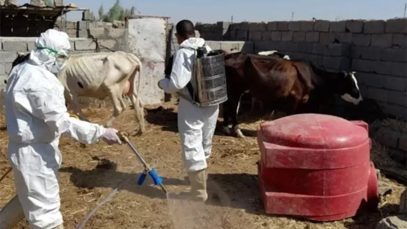 رصد أول حالة وفاة بالحمى النزفية بمحافظة 