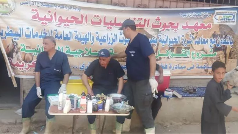فحص ومناظرة 3502 رأس ماشية خلال القوافل البيطرية التنموية لصغار المربين بقنا