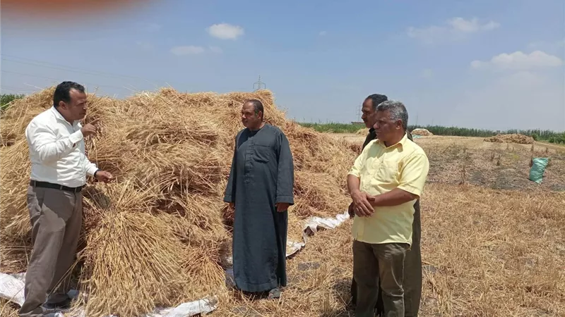 لجان الزراعة والتموين تحث مزارعي القنطرة شرق على توريد القمح ..صور
