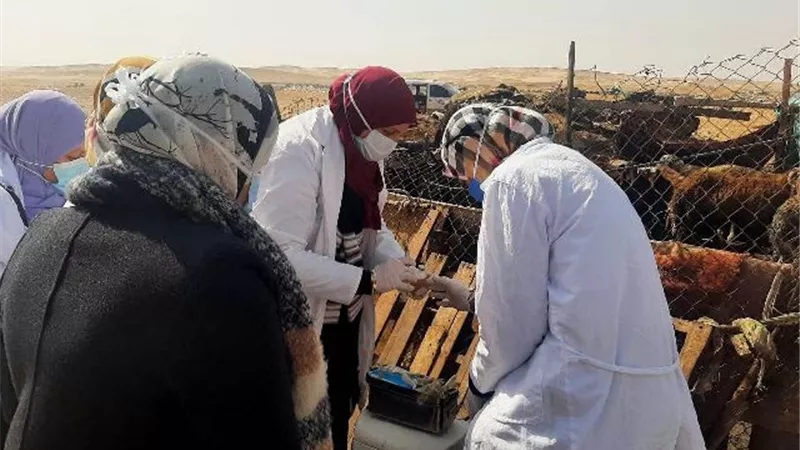 قافلة بيطرية لعلاج الثروة الحيوانية بقرية بالشرقية