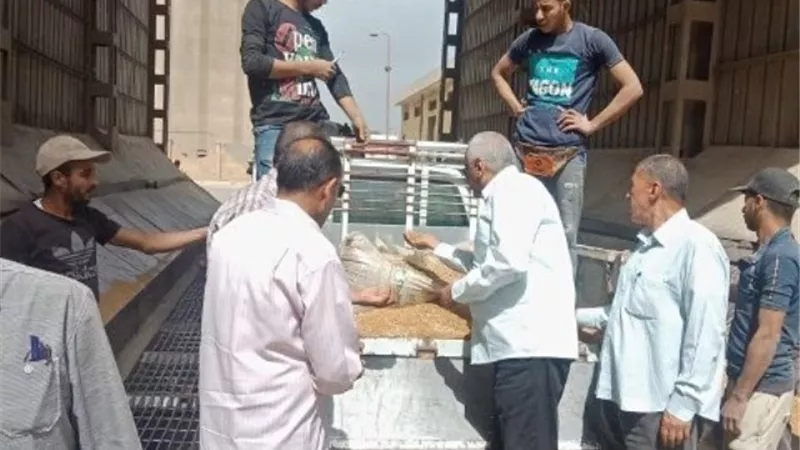 توريد 610 طنا من الذهب الأصفر لشون وصوامع الشرقية