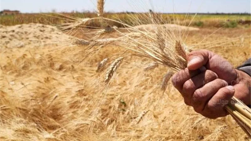 الأجهزة الرقابية تضبط 13 ألف طن قمح محلى قبل تهريبها خارج المنظومة