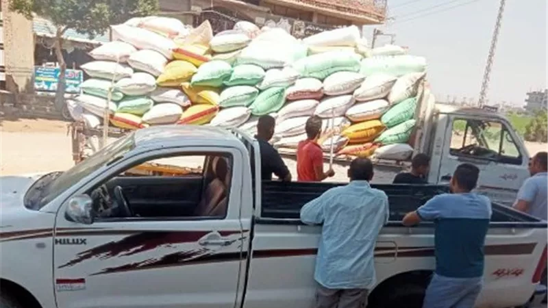 توريد اليوم من الذهب الاصفر بالشرقية بلغ ٢٢٥٧ ألف طن و٥٠٠ كيلو