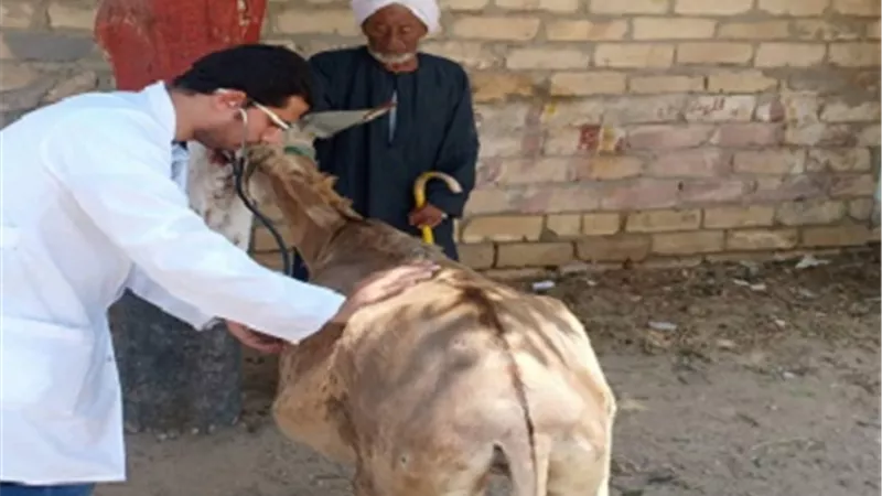 طب بيطرى الزقازيق توجه قافلة شاملة لقرية العباسة بأبوحماد
