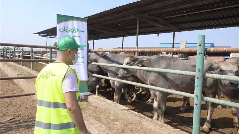 الأورمان تطلق صك الاضحية بالتقسيط لتوزيع أكبر كمية من اللحوم بأسوان