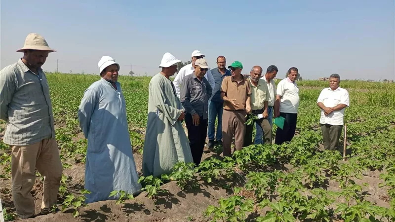 مدرسة حقلية لمزراعي القطن في جلبانة الإسماعيلية ..صور