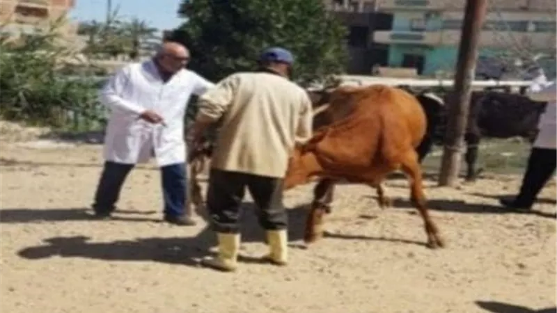 بيطري الإسماعيلية تحصن 12 ألف طائر و تحرر 33 محضرا خلال شهر ..صور